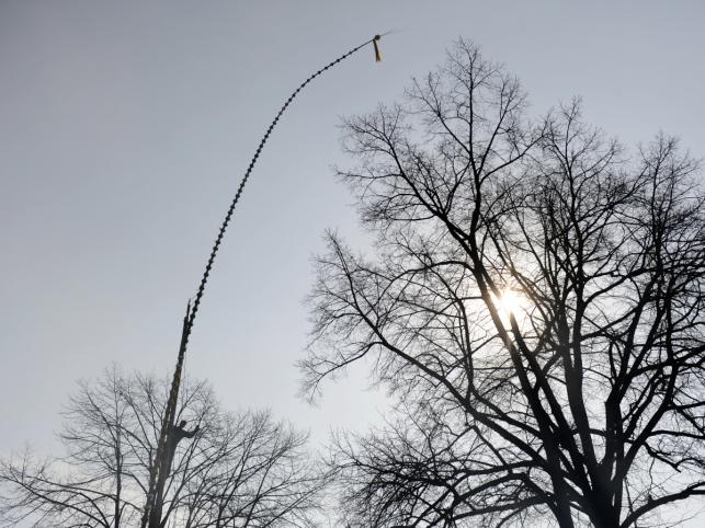 Padł nowy rekord w dorocznym konkursie na najwyższą palmę