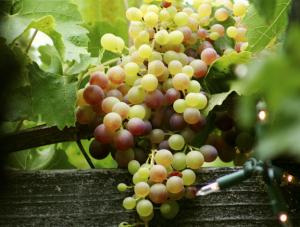 Hordy pijanych popsuły winobranie